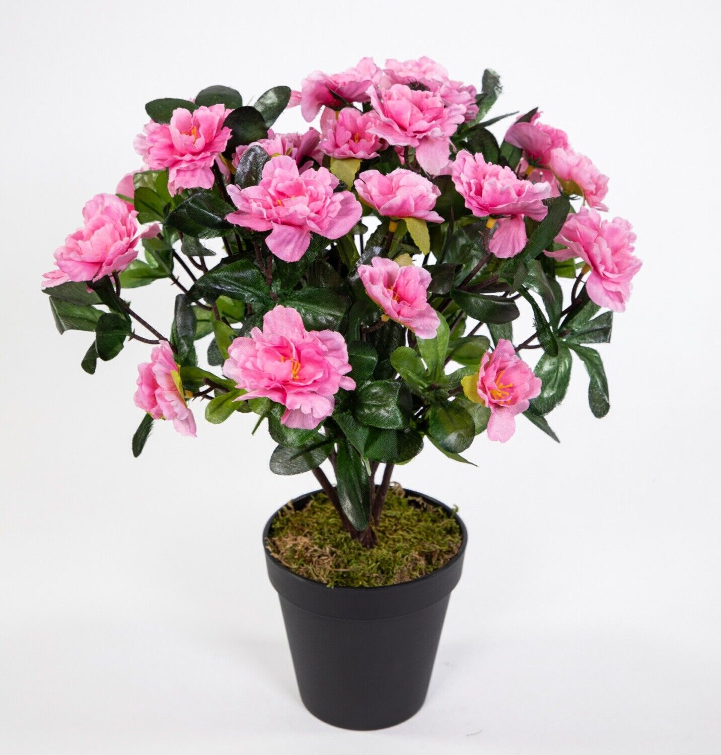 blumenerde fr monstera Aroid Mix, Monstera Erde, Philodendron Erde, Anthurium Erde, torffrei   PlantMe