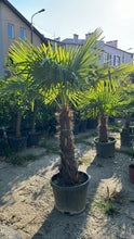 Lade das Bild in den Galerie-Viewer, Echte Palme 160 cm Trachycarpus Fortunei Hanfpalme - Chinesische Fächerpalme - Winterhart bis minus 18 Grad
