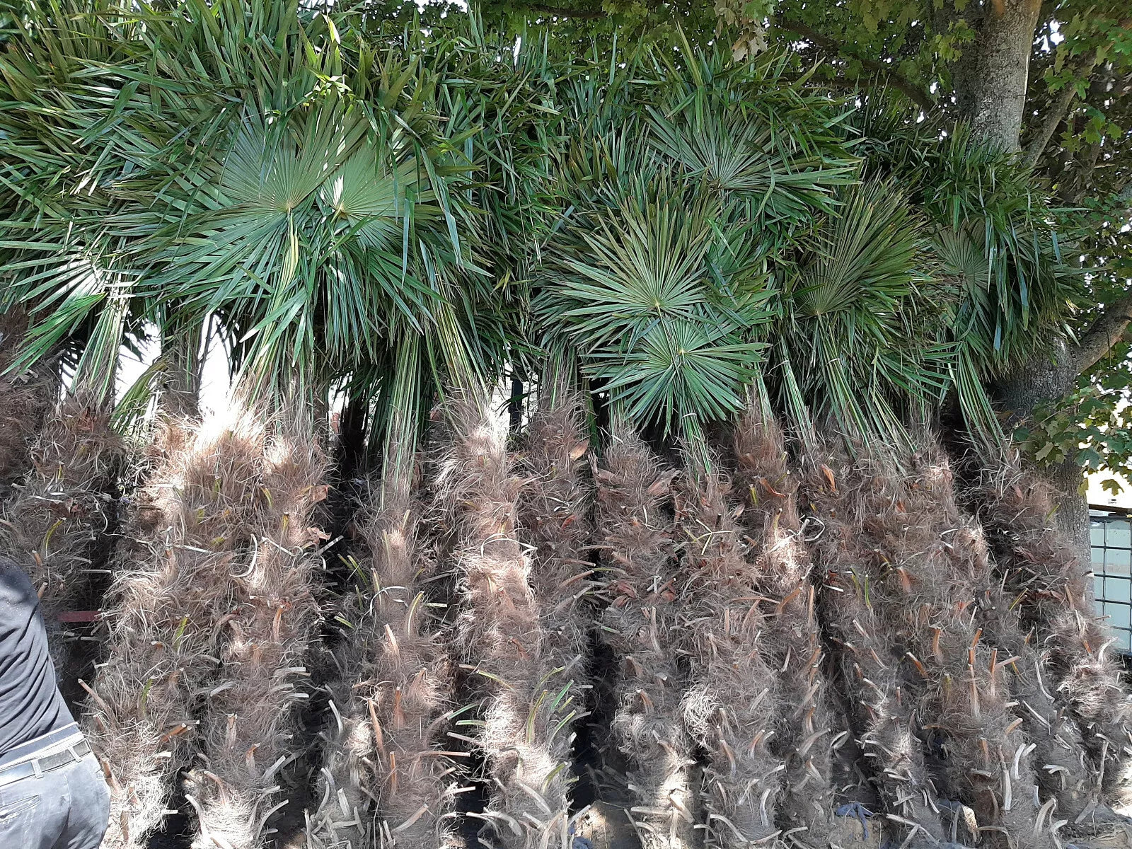 Echte Palme 2,20 - 2,50 Meter Höhe Trachycarpus Fortunei Hanfpalme