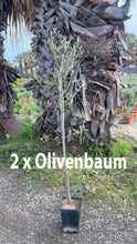 Lade das Bild in den Galerie-Viewer, Echte 2x Olivenbäume 140-180 cm Höhe im Doppelpack. Pflanze in der Box! Beste Qualität. Robust.
