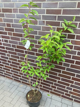 Lade das Bild in den Galerie-Viewer, Echte Japanische Blüten/-Zierkirsche &quot;Prunus Serrulata&quot; 120-150cm im großen Topf
