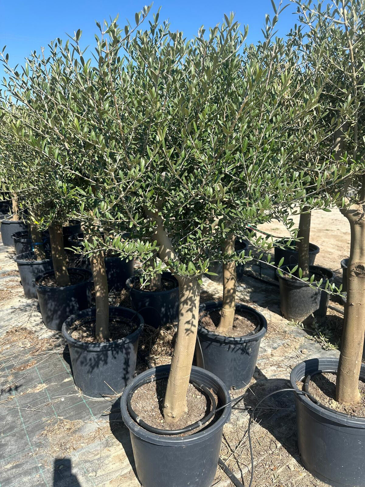Echter 20 Jahre alter Olivenbaum 160