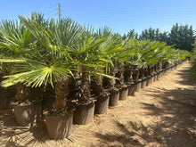 Lade das Bild in den Galerie-Viewer, Echte Palme 160 cm Trachycarpus Fortunei Hanfpalme - Chinesische Fächerpalme - Winterhart bis minus 18 Grad
