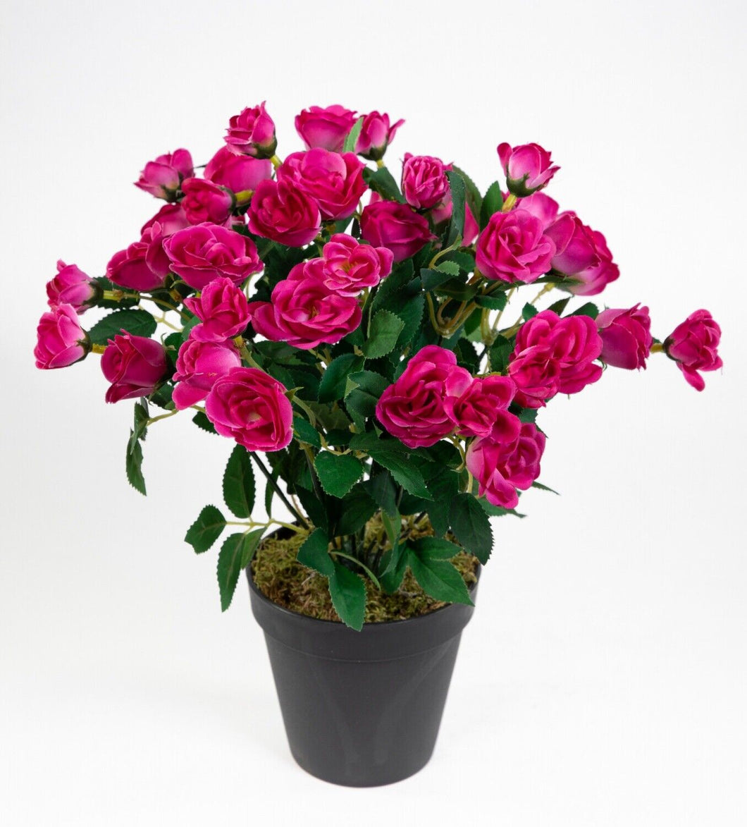 Rosenbusch 30cm fuchsia im Topf