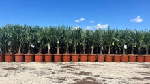 Lade das Bild in den Galerie-Viewer, Echte Palme 140 cm Trachycarpus Fortunei Hanfpalme - Chinesische Fächerpalme - Winterhart bis minus 18 Grad
