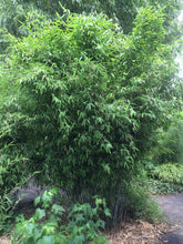 Lade das Bild in den Galerie-Viewer, 4 x Schwarzer Bambus - Fargesia Nitida Black Pearl 40 cm Höhe zum einpflanzen.
