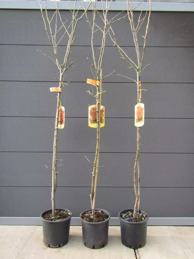 apfelbaum als zimmerpflanze Echter Apfelbaum Red Delicious. Winterhart. 150-170cm im Topf