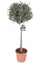 Lade das Bild in den Galerie-Viewer, Olivenbaum mit Stamm, Olive 100-120 cm hoch, beste Qualität, Olea Europaea. Premiumqualität.
