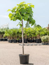 Lade das Bild in den Galerie-Viewer, Echter Feigenbaum 180 cm Obstbaum winterhart kräftiger Stamm, Ficus Carica
