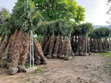 Lade das Bild in den Galerie-Viewer, Echte Palme 2,20 - 2,50 Meter Höhe Trachycarpus Fortunei Hanfpalme - Chinesische Fächerpalme - Winterhart bis minus 18 Grad
