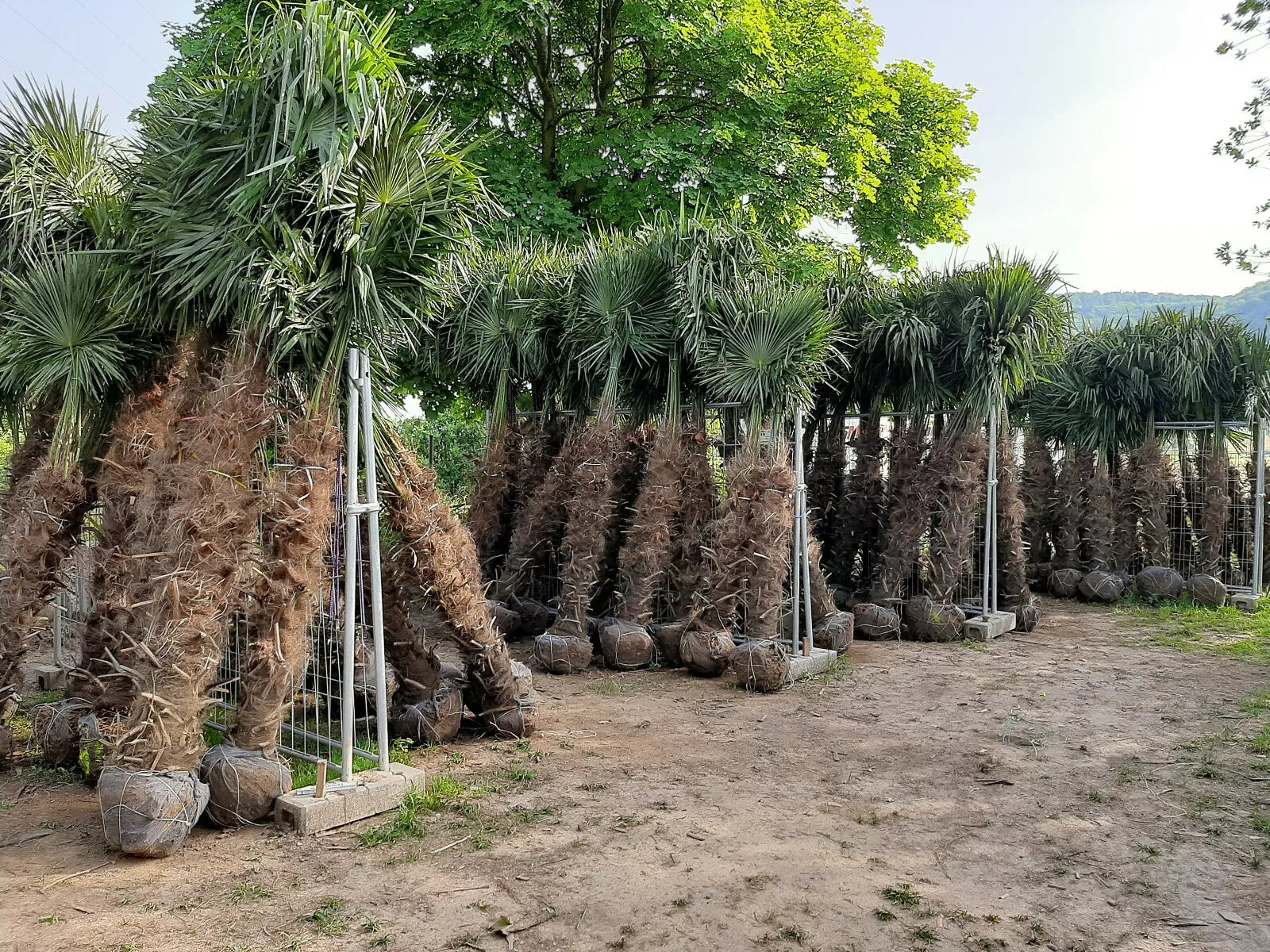 Echte Palme 2,20 - 2,50 Meter Höhe Trachycarpus Fortunei Hanfpalme