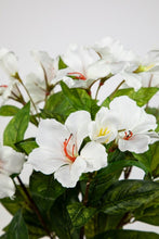 Lade das Bild in den Galerie-Viewer, Hibiskus im Topf 40 cm weiß
