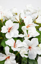 Lade das Bild in den Galerie-Viewer, Hibiskus im Topf 40 cm weiß
