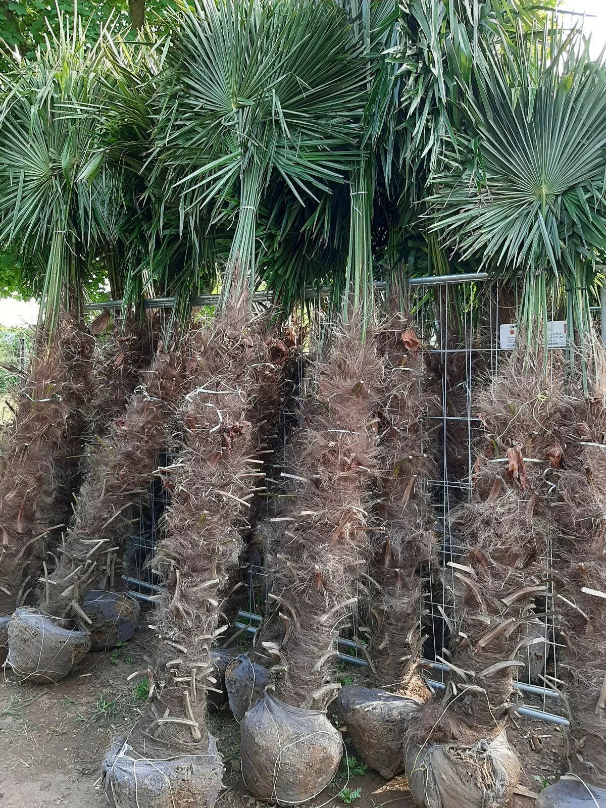 Echte Palme 3 Meter Höhe Trachycarpus Fortunei Hanfpalme - Chinesische Fächerpalme