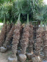 Lade das Bild in den Galerie-Viewer, Echte Palme 2,20 - 2,50 Meter Höhe Trachycarpus Fortunei Hanfpalme - Chinesische Fächerpalme - Winterhart bis minus 18 Grad

