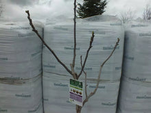 Lade das Bild in den Galerie-Viewer, Echter Feigenbaum 180 cm Obstbaum winterhart kräftiger Stamm, Ficus Carica
