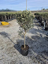 Lade das Bild in den Galerie-Viewer, Olivenbaum mit Stamm, Olive 100-120 cm hoch, beste Qualität, Olea Europaea. Premiumqualität.

