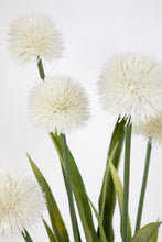 Lade das Bild in den Galerie-Viewer, Alliumpflanze 60 cm weiß im Topf
