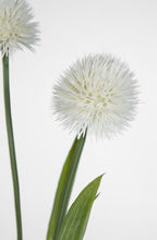 Lade das Bild in den Galerie-Viewer, Alliumpflanze 60 cm weiß im Topf

