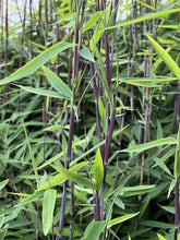 Lade das Bild in den Galerie-Viewer, 4 x Schwarzer Bambus - Fargesia Nitida Black Pearl 40 cm Höhe zum einpflanzen.

