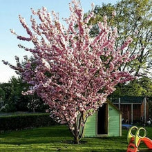 Lade das Bild in den Galerie-Viewer, Echte Japanische Blüten/-Zierkirsche &quot;Prunus Serrulata&quot; 120-150cm im großen Topf
