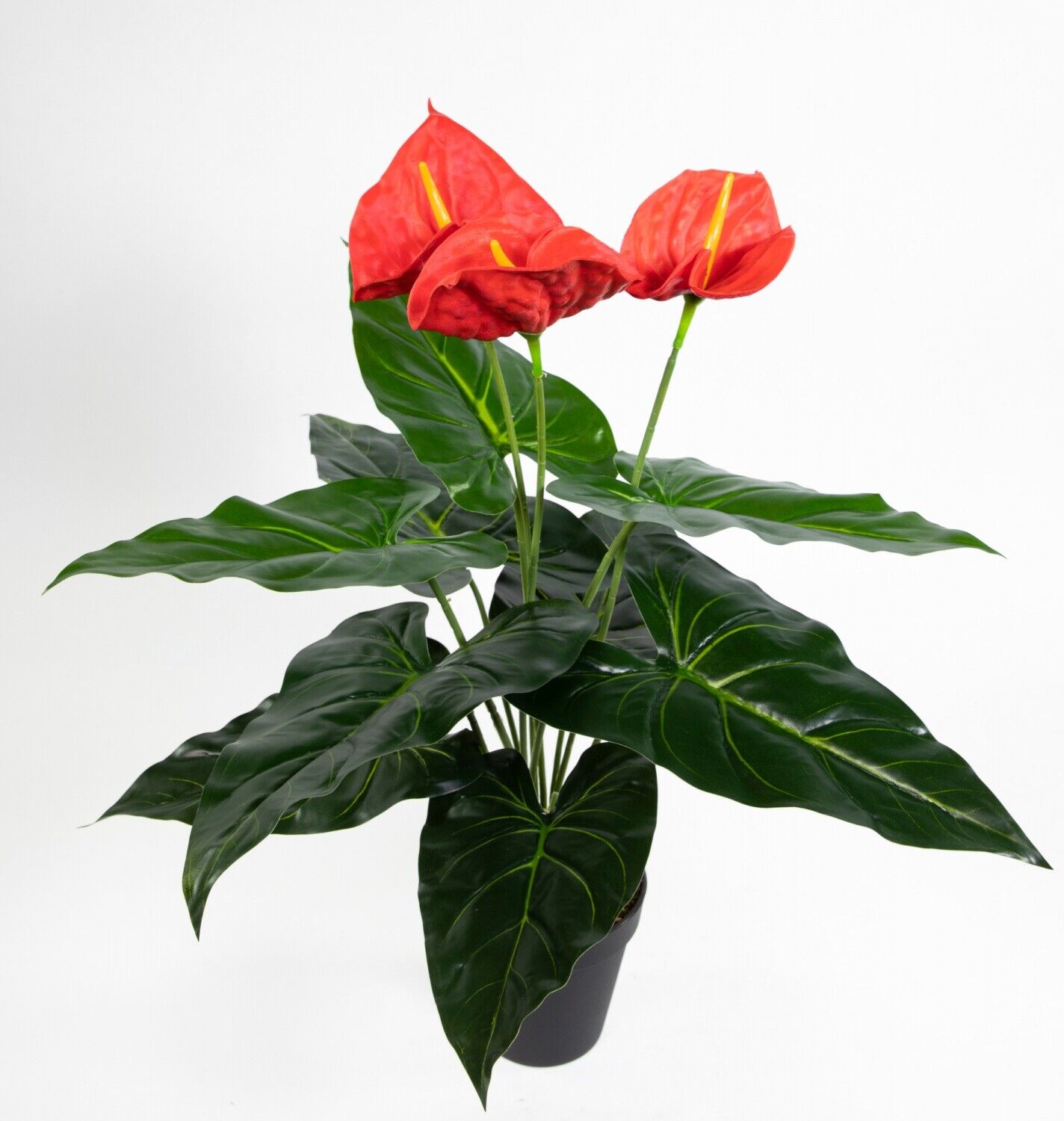 monstera burle marx flame care Monstera Burle Marx Flame | Indoor Plant | Tropical Plant