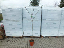 Lade das Bild in den Galerie-Viewer, Echter Feigenbaum 180 cm Obstbaum winterhart kräftiger Stamm, Ficus Carica
