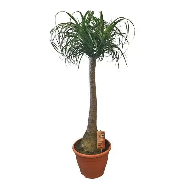 Elefantenfuß 150-170 cm Beaucarnea recurvata Flaschenbaum Wasserpalme –  Sunrise