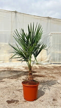 Lade das Bild in den Galerie-Viewer, Echte Palme 140 cm Trachycarpus Fortunei Hanfpalme - Chinesische Fächerpalme - Winterhart bis minus 18 Grad
