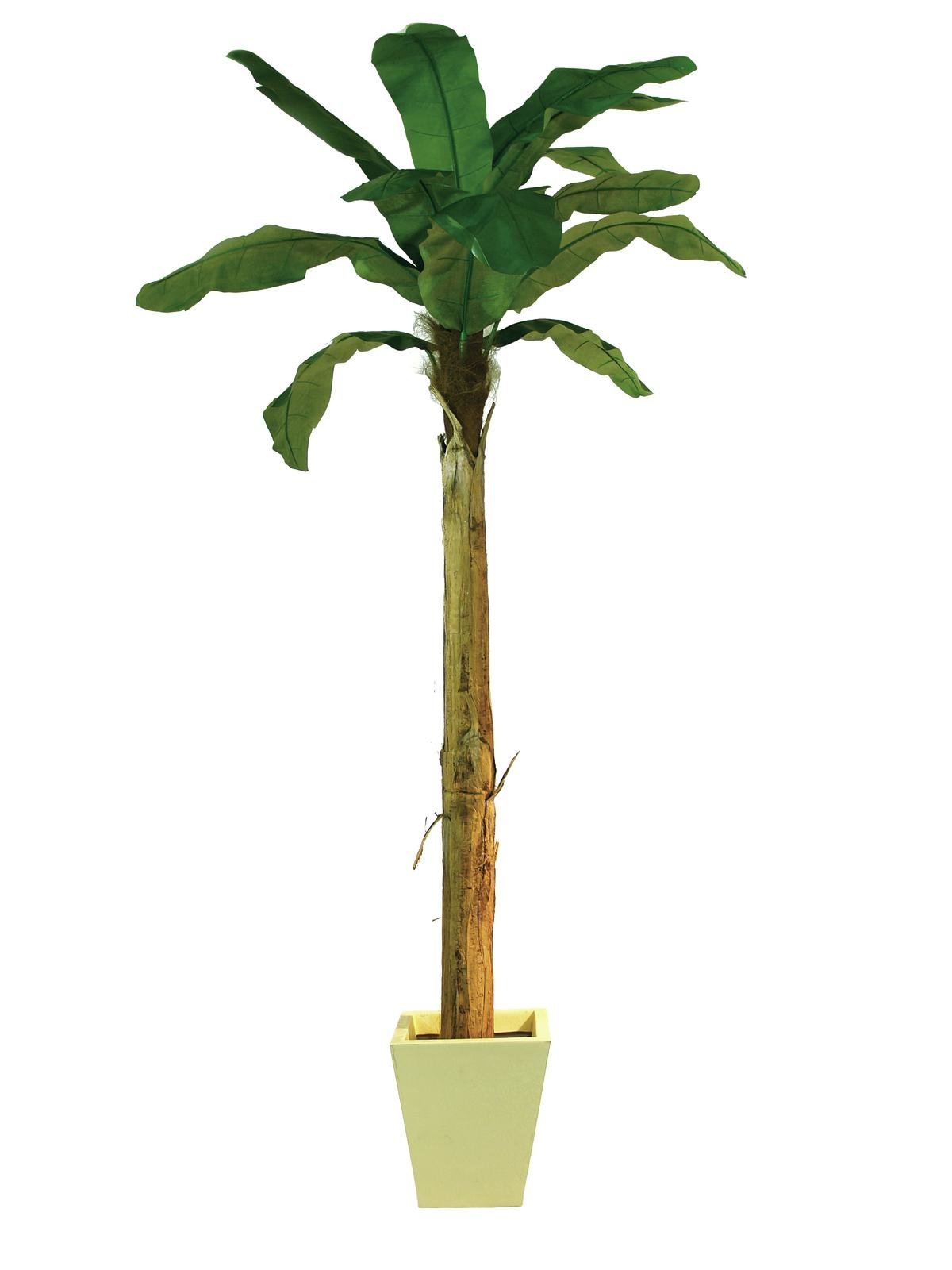 liguster pflanzzeit Ligustrum ovalifolium 30–50 cm – Ovalblättriger Liguster Heckenpflanze –  Blumen-Senf® main image 0