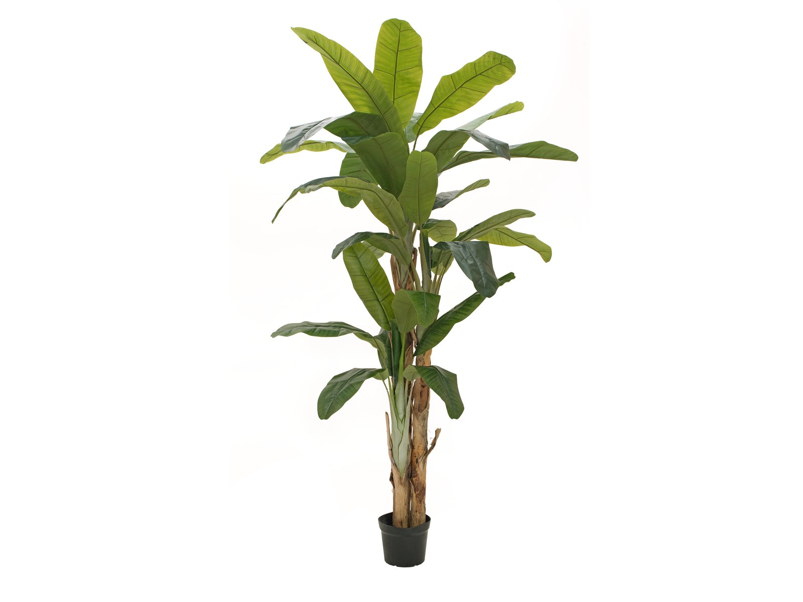 künstliche bananenpalme Künstliche Bananen-Palmen mit Seidenblättern und Naturstämmen. 6 Größe –  Sunrise