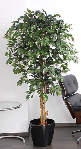 Künstlicher Ficus-Benjamini-Baum mit Naturstamm und seidenen Blättern. –  Sunrise